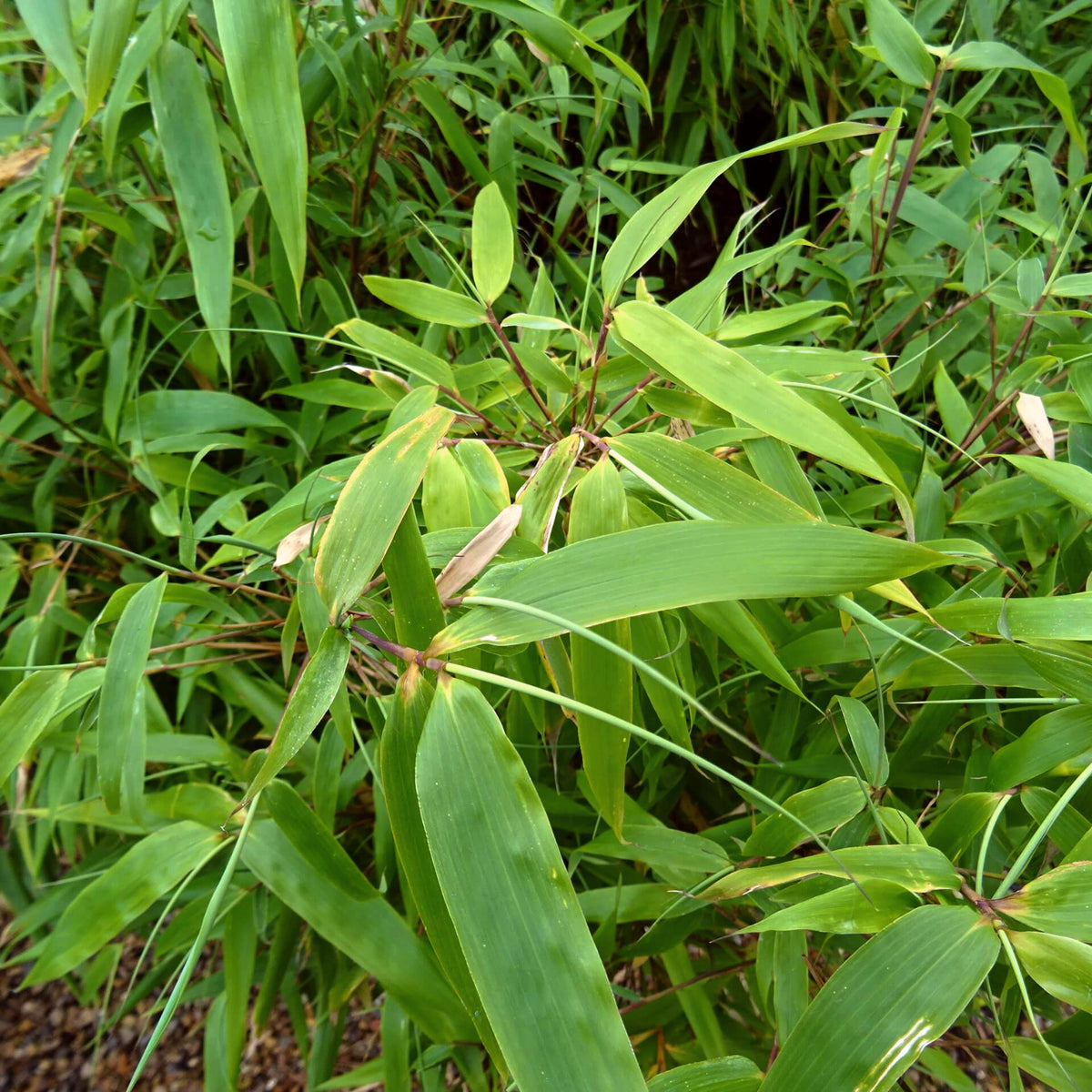 Fargesia Robusta Formidable Close up view of dwarf fountain bamboo leaves showing lance shaped foliage and light green colour with slight weathering. 4