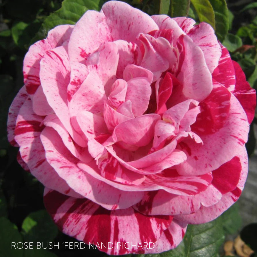 Pick Your Own Rose Garden  10