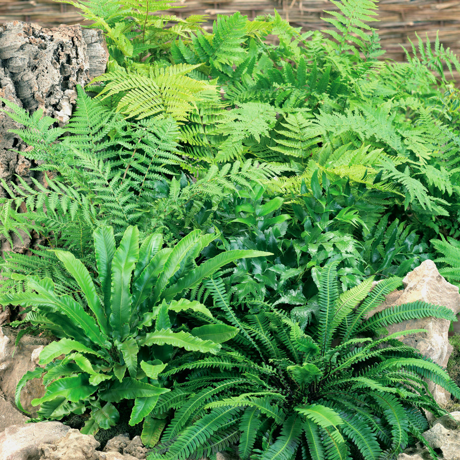Hardy Fern Plant Mix Trays Hardy Fern Plant Mix image1 1