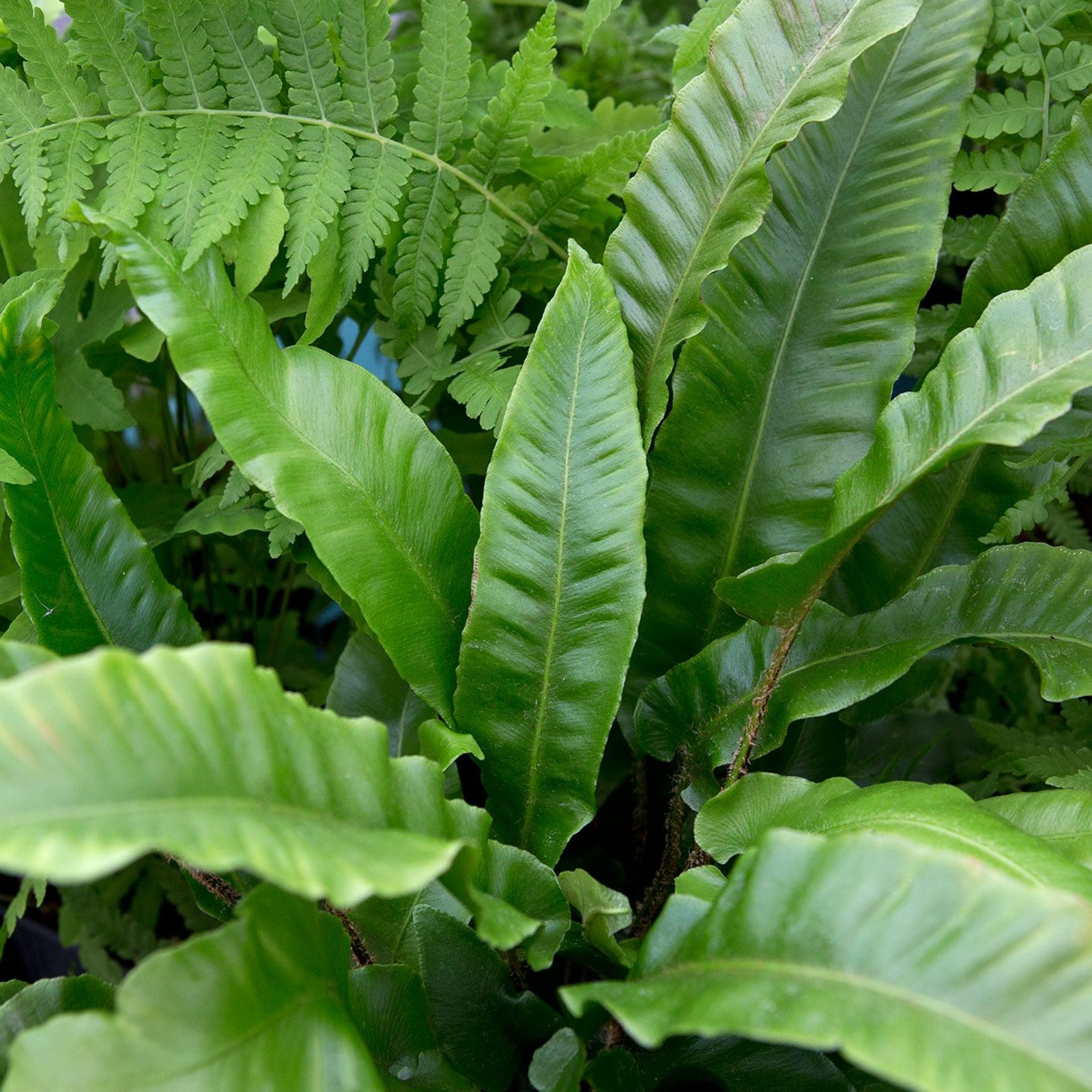 Hardy Fern Plant Mix Trays