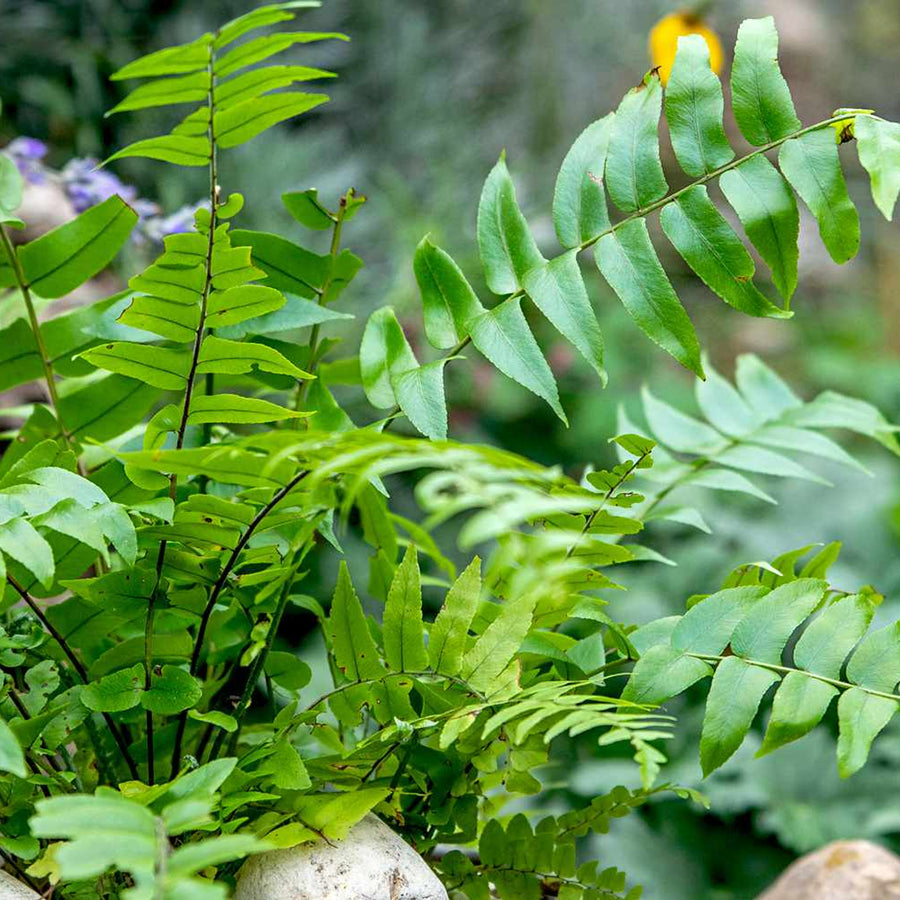 Hardy Fern Plant Mix Trays Hardy Fern Plant Mix image4 3