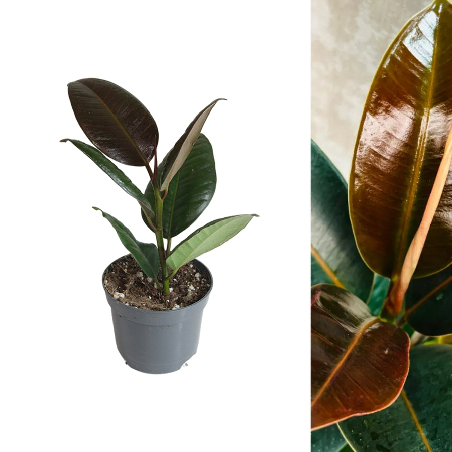 Ficus Melany Plant in 8cm Pot single ficus melany rubber plant in grey pot on white background 6