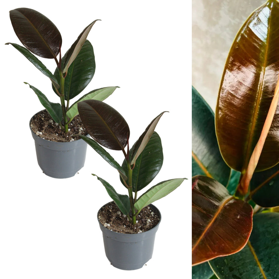 Ficus Melany Plant in 8cm Pot two ficus melany rubber plant in grey pot on white background 7