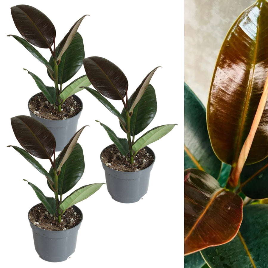Ficus Melany Plant in 8cm Pot three ficus melany rubber plant in grey pot on white background 1