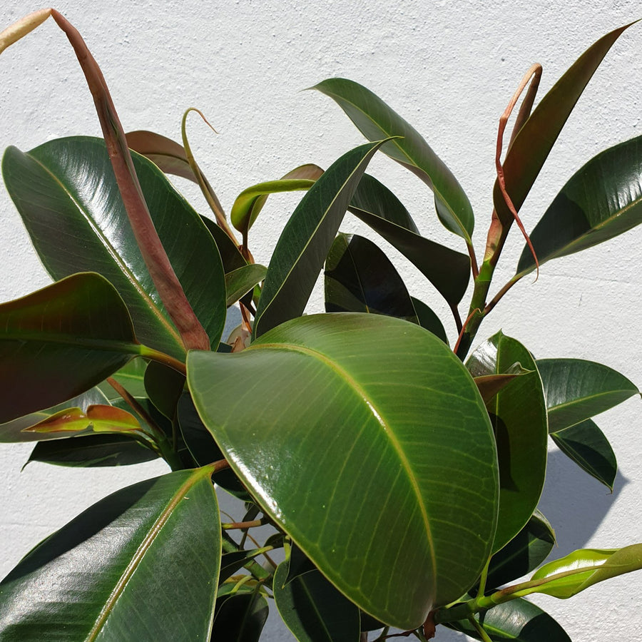 Ficus Melany Plant in 8cm Pot collection of large green ficus melany rubber plant leaves 1