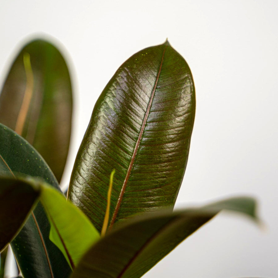 Ficus Melany Plant in 8cm Pot close up of ficus melany green rubber plant leaf 3