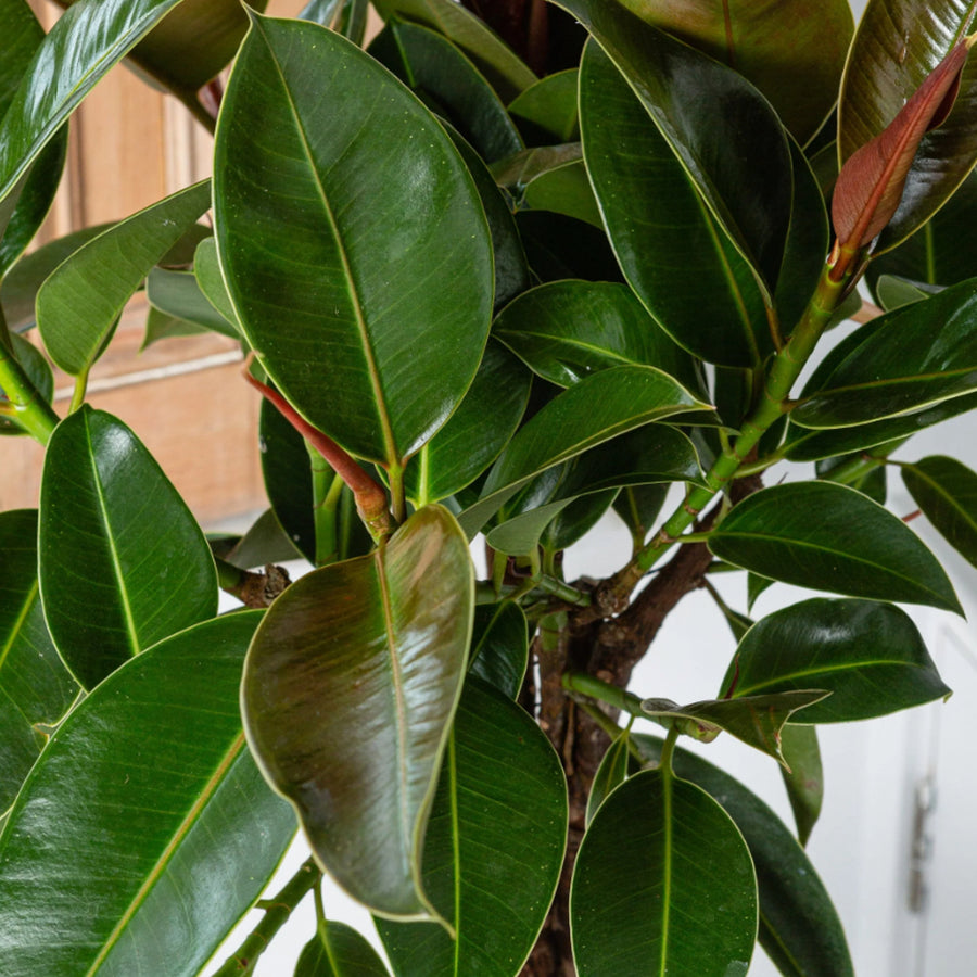 Ficus Melany Plant in 8cm Pot collection of large green ficus melany rubber plant leaves 4