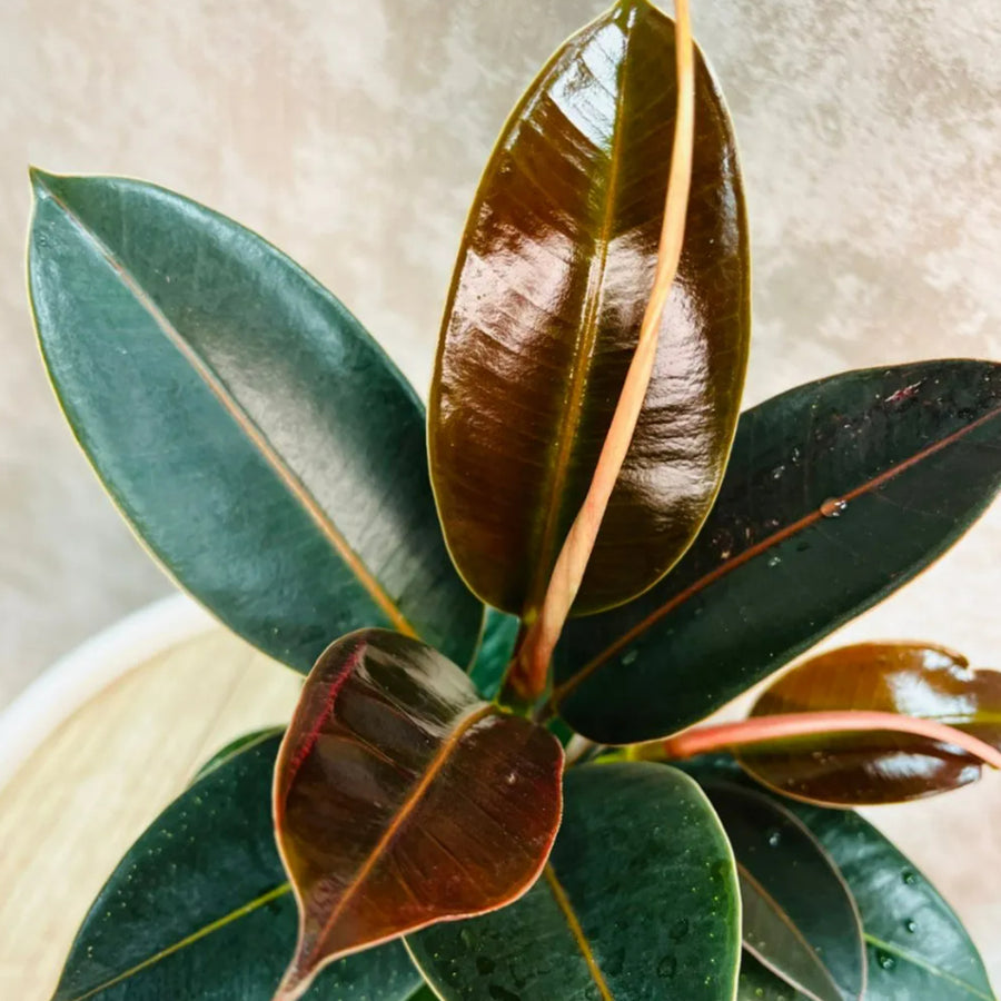 Ficus Melany Plant in 8cm Pot collection of large green ficus melany rubber plant leaves 5