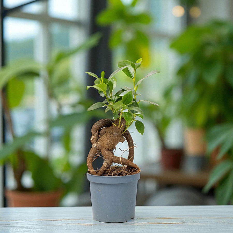 Mini Bonsai Ficus Retusa Ficus retusa bonsai tree with thick twisted roots and glossy green leaves, growing in a grey plastic pot indoors. 1