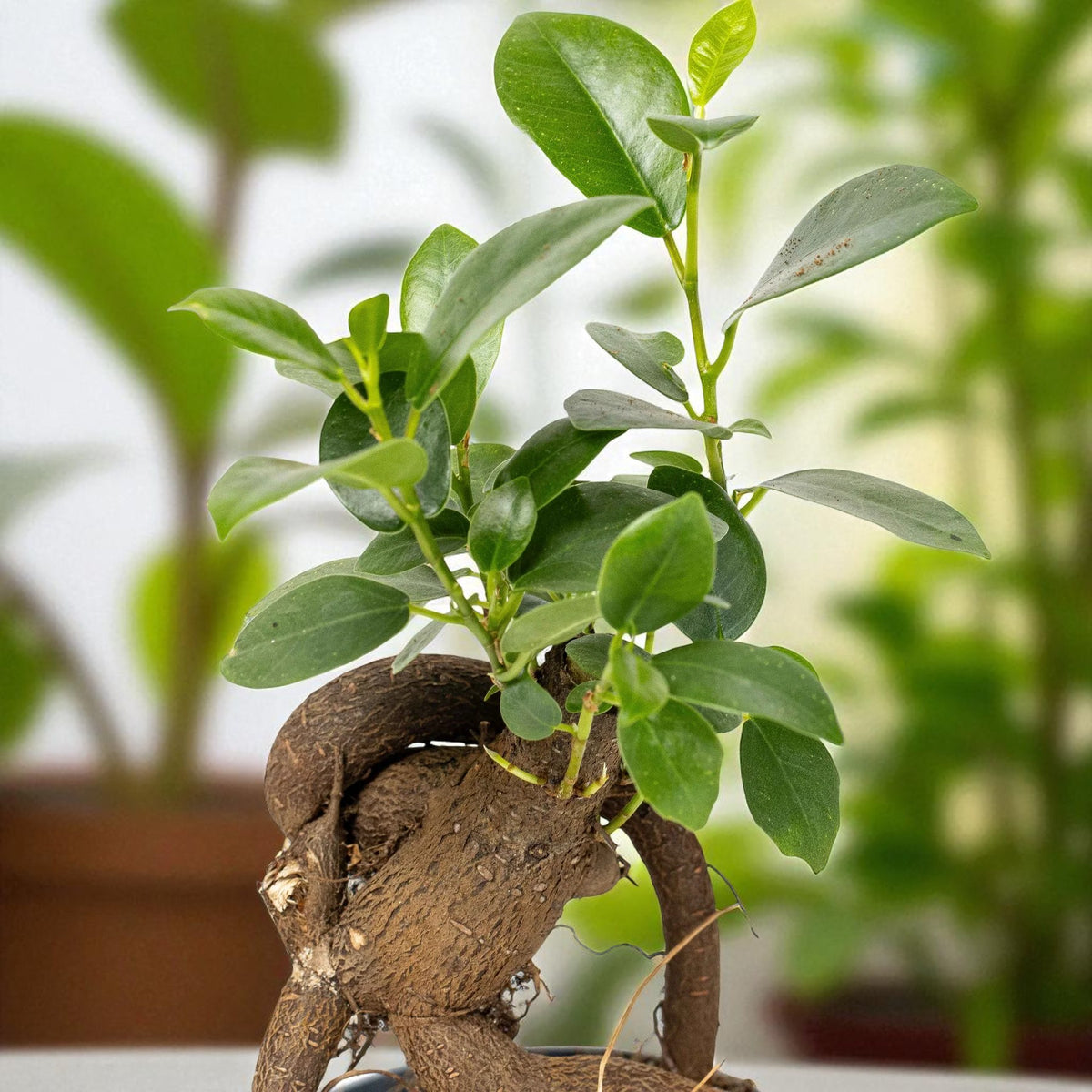 Mini Bonsai Ficus Retusa Lush cluster of Ficus retusa leaves, oval-shaped and deep green with a glossy surface. 3