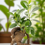 Mini Bonsai Ficus Retusa Lush cluster of Ficus retusa leaves, oval-shaped and deep green with a glossy surface. 3