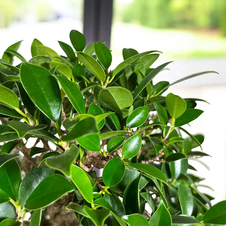 Mini Bonsai Ficus Retusa Detailed view of Ficus retusa bonsai showing its knotted, woody trunk with clusters of smooth, oval green leaves. 2