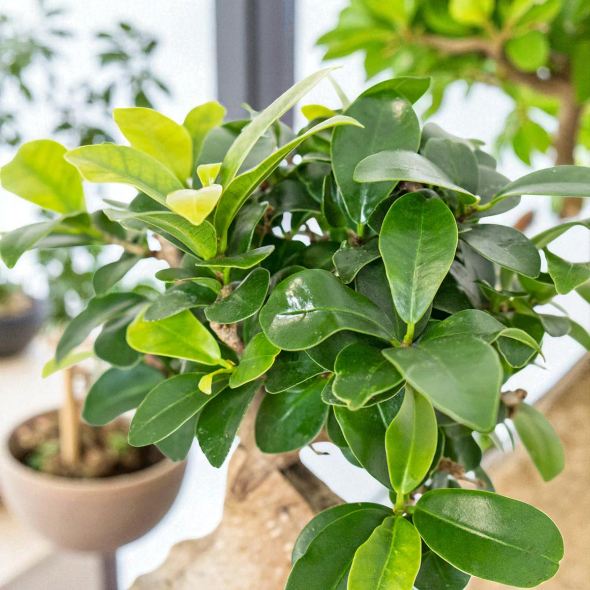 Mini Bonsai Ficus Retusa Ficus retusa bonsai with fresh new growth, showing bright green young leaves among darker mature foliage. 4