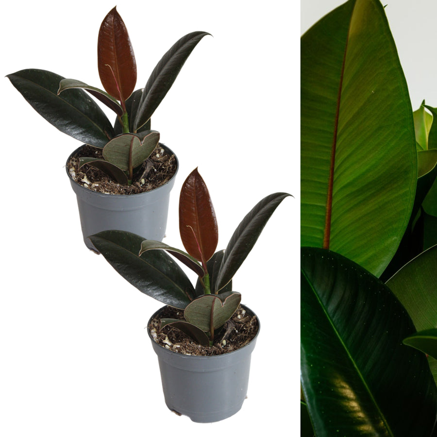 Ficus Robusta Plant in 8cm Pot two ficus robusta rubber plant in grey pot on white background 5