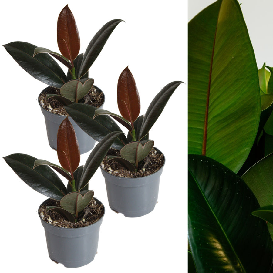 Ficus Robusta Plant in 8cm Pot three ficus robusta rubber plant in grey pot on white background 6