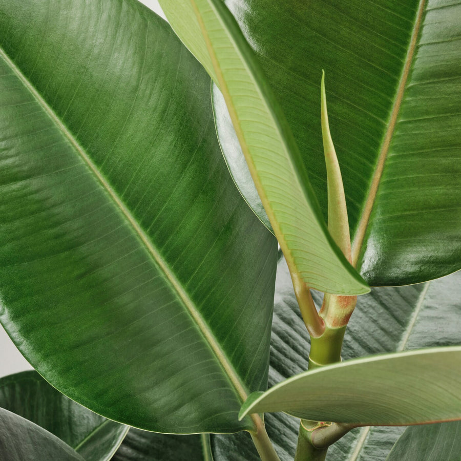 Ficus Robusta Plant in 8cm Pot close up of large green ficus rubber plant leaves 1