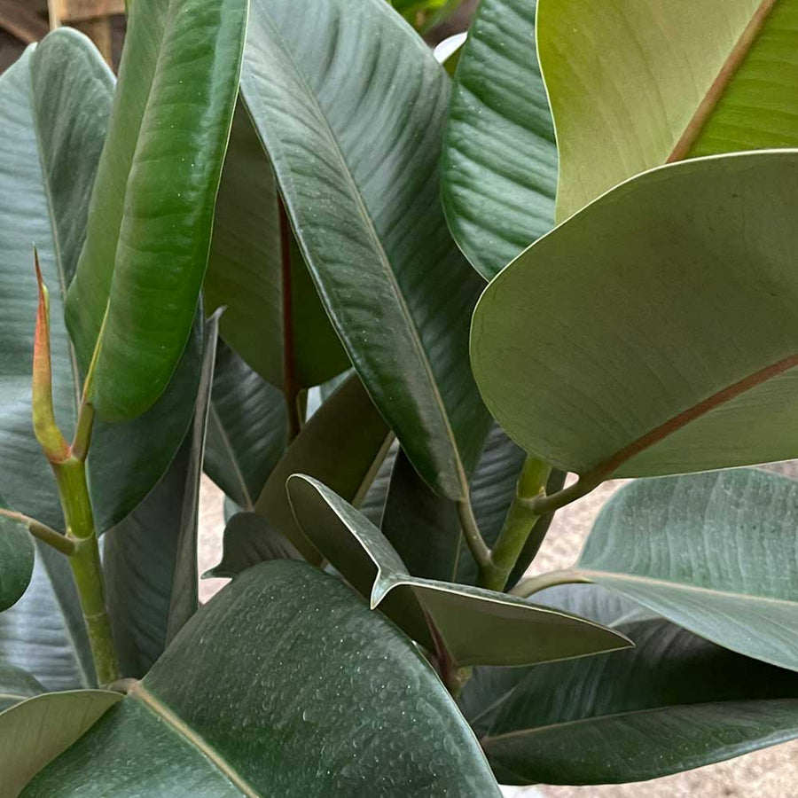 Ficus Robusta Plant in 8cm Pot close up of a group of large green ficus rubber plant leaves 3