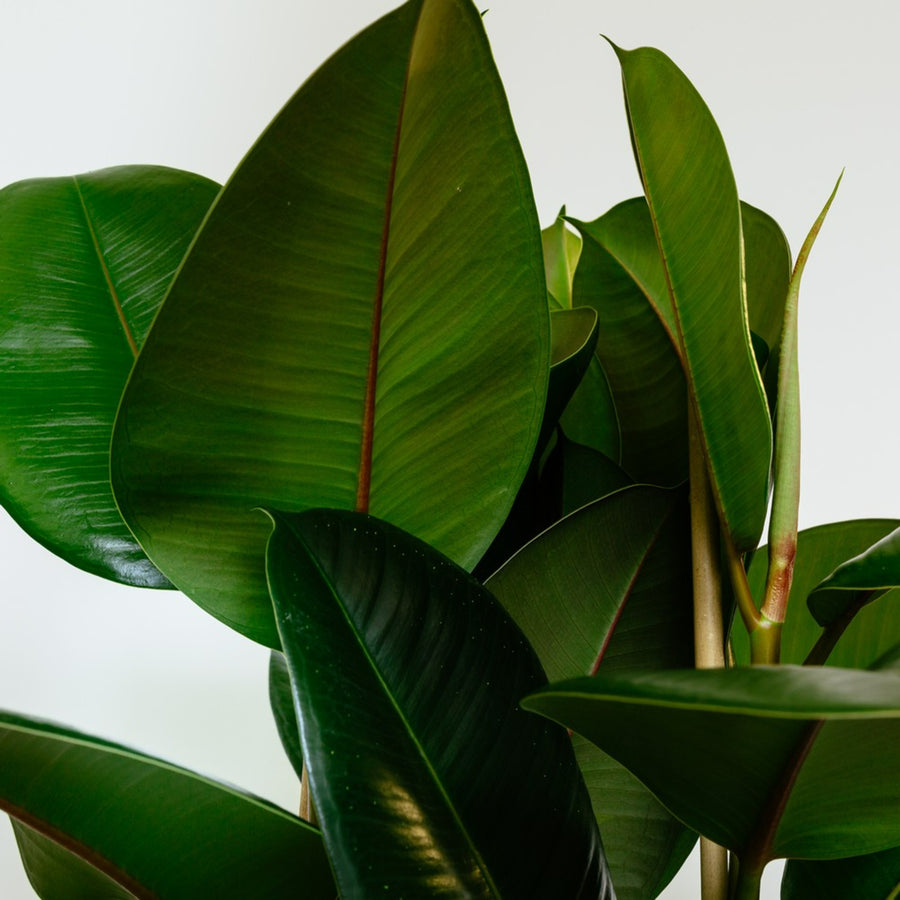 Ficus Robusta Plant in 8cm Pot close up of large green ficus rubber plant leaves 4