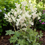 Filipendula Plena Bare Root  2
