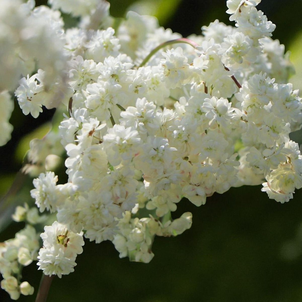 Filipendula Plena Bare Root  4