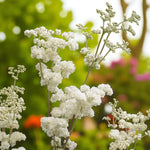 Filipendula Plena Bare Root  1