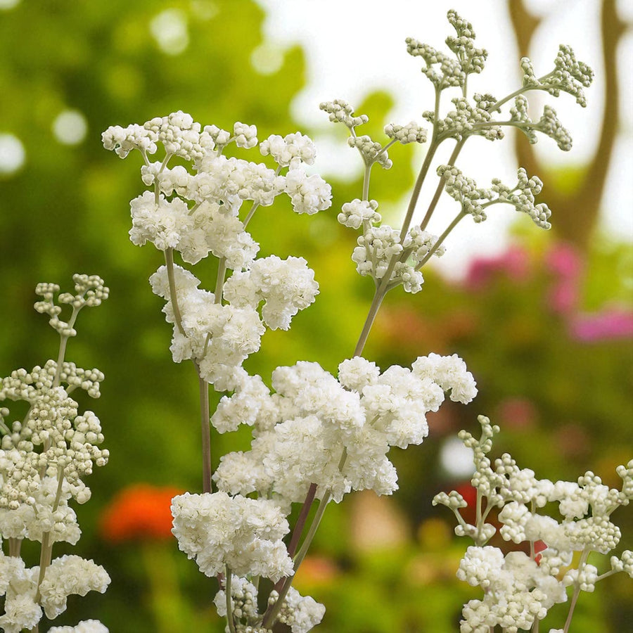 Filipendula Plena Bare Root  1