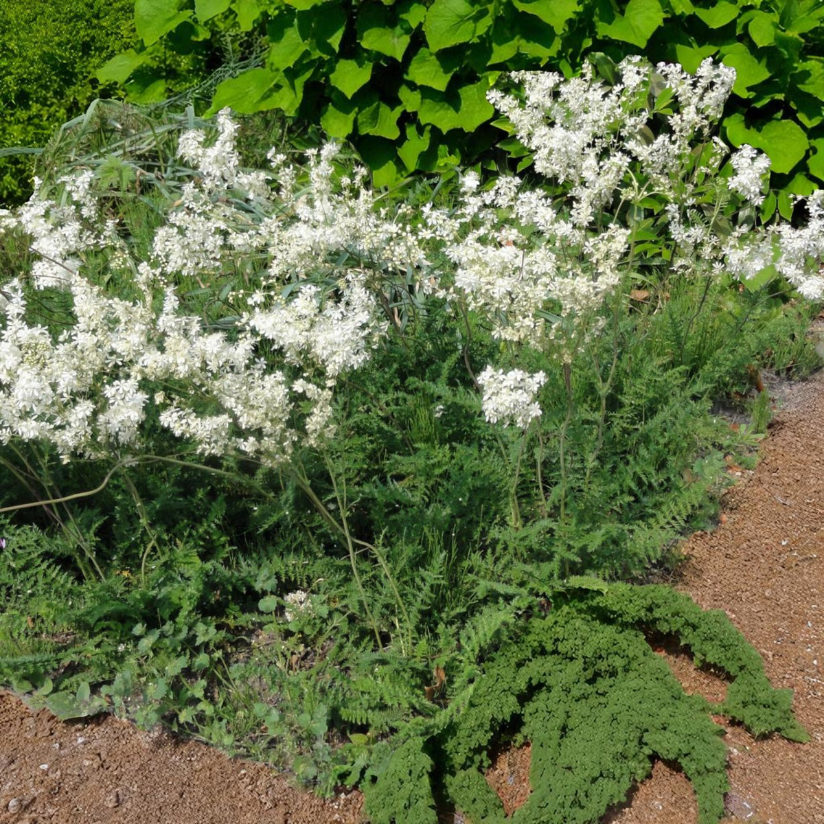 Filipendula Plena Bare Root  3