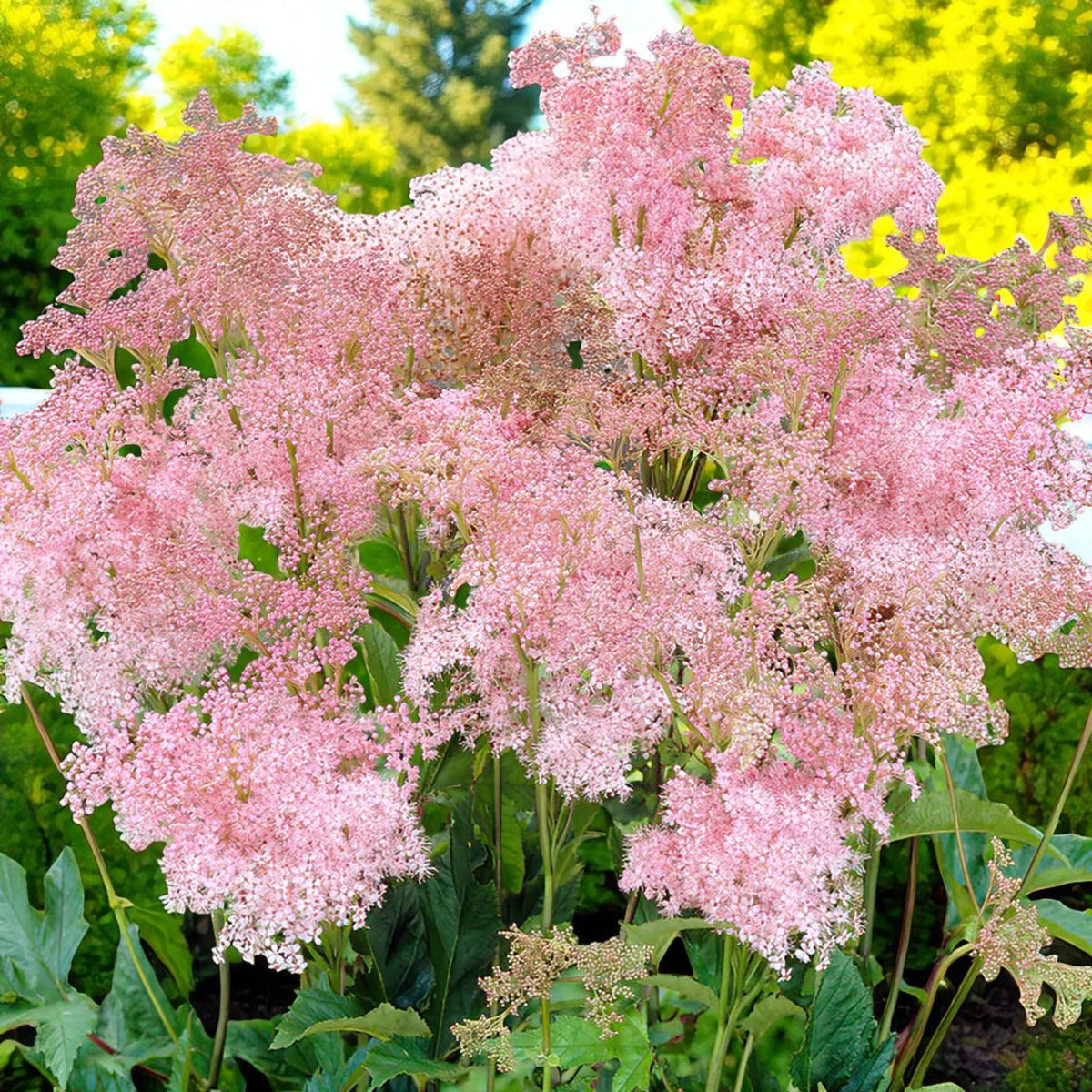 Filipendula Venusta Bare Root  1