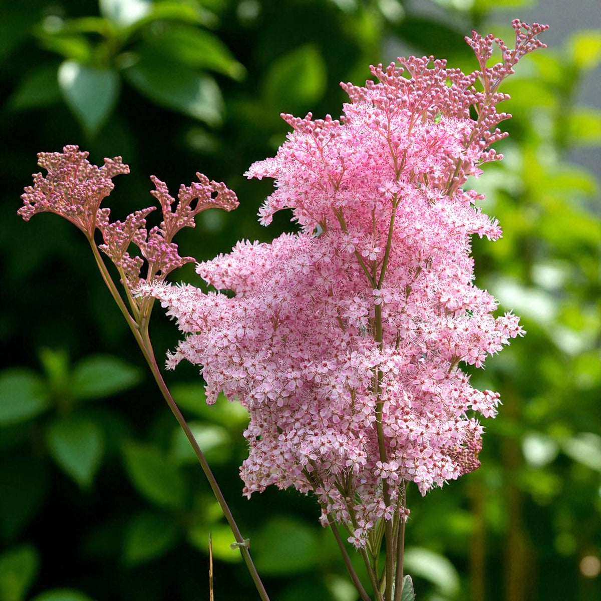 Filipendula Venusta Bare Root  2