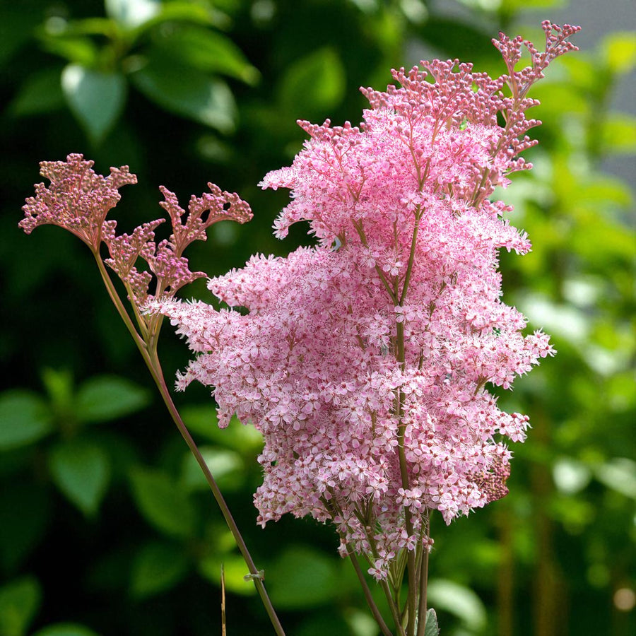 Filipendula Venusta Bare Root  2