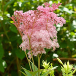 Filipendula Venusta Bare Root  3