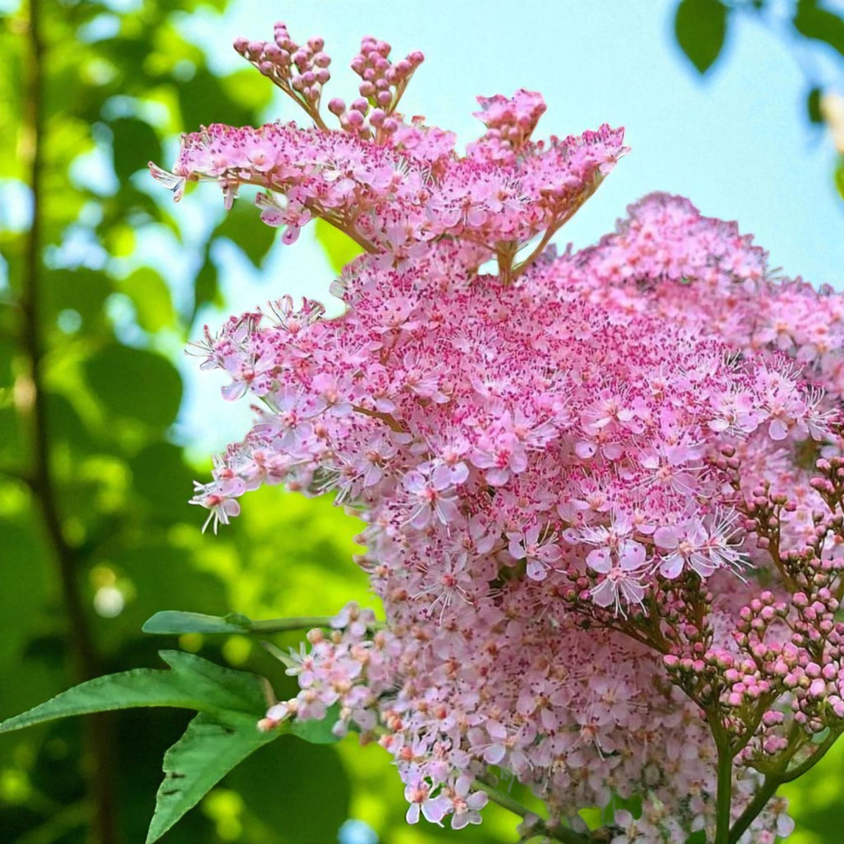 Filipendula Venusta Bare Root  4