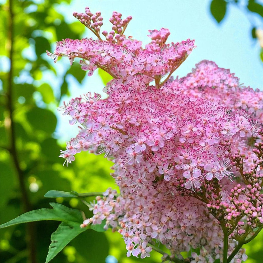Filipendula Venusta Bare Root  4