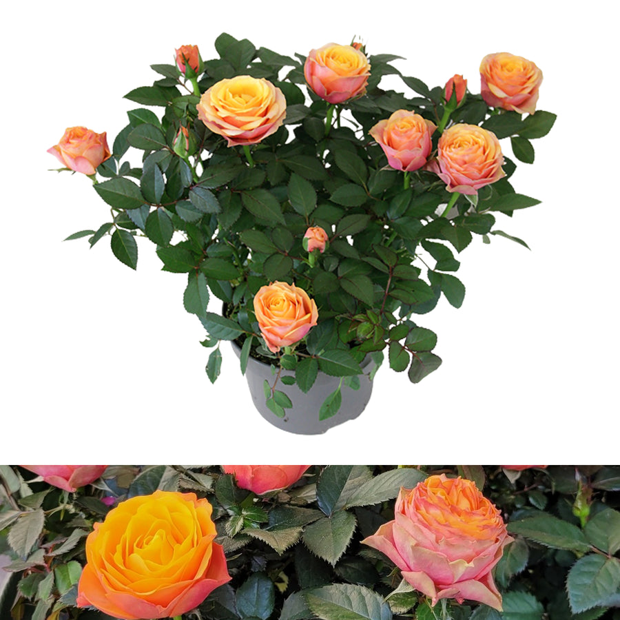 Firebird Orange Toned Indoor Rose FIREBIRDROSE-1 1