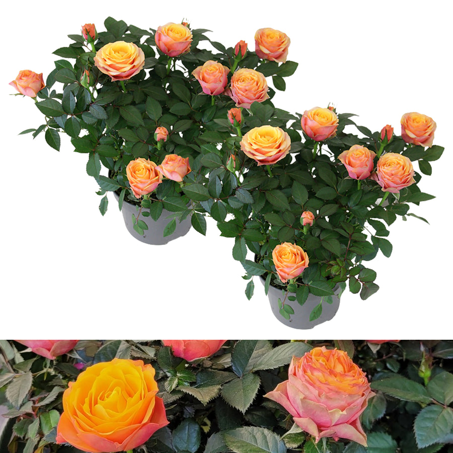 Firebird Orange Toned Indoor Rose FIREBIRDROSE-2 7