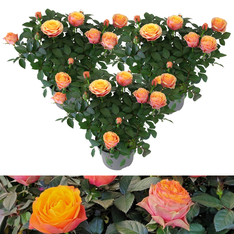 Firebird Orange Toned Indoor Rose FIREBIRDROSE-3 8