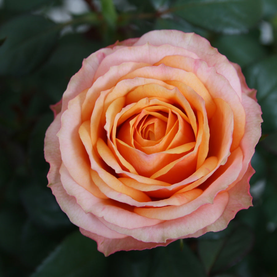 Firebird Orange Toned Indoor Rose FIREBIRDROSE-image2 4