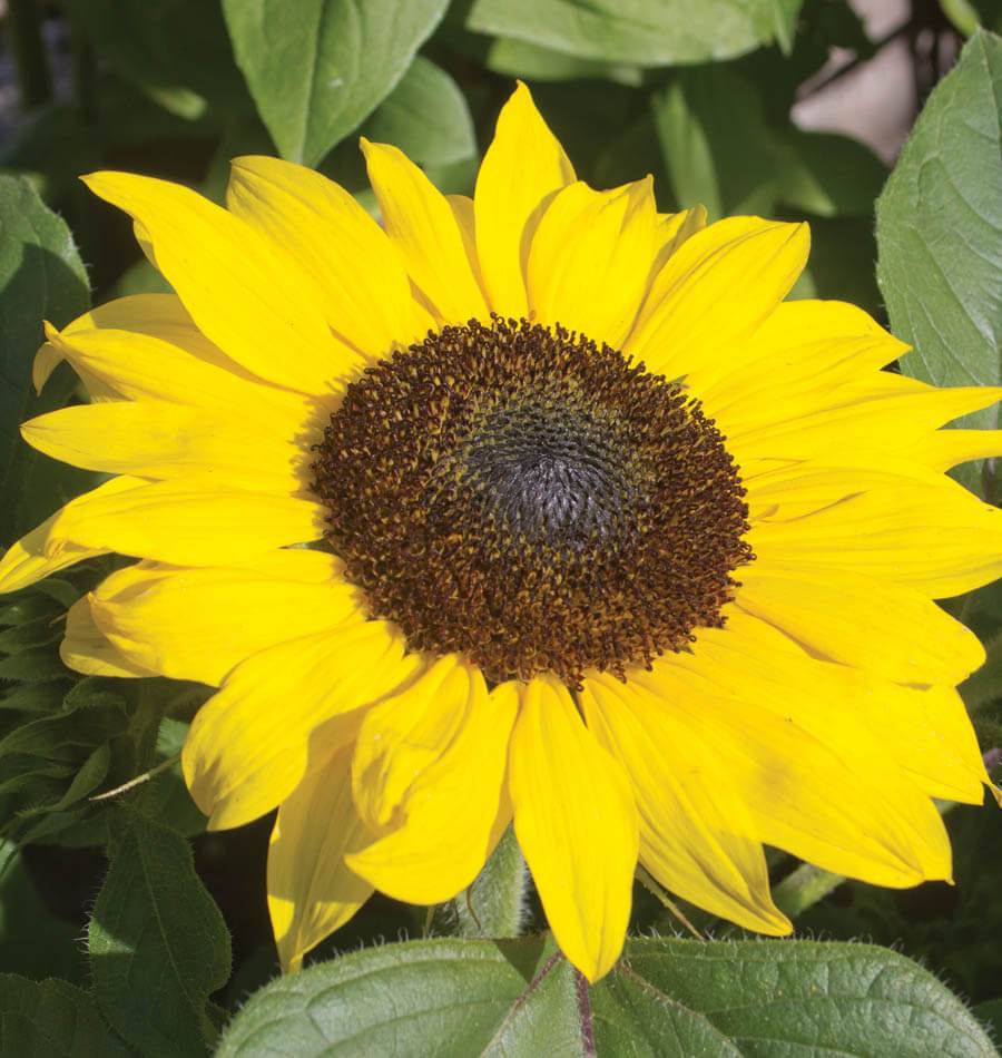 Eco-Friendly Sunflower Growing Kit Eco-Friendly Sunflower Growing Kit image2 2