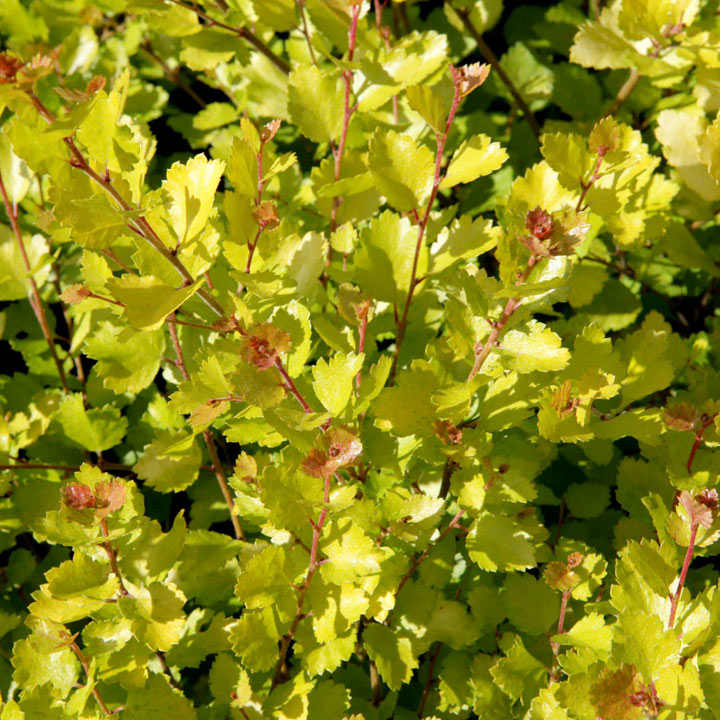 Betula Nana Golden Treasure FLSBET34765 4