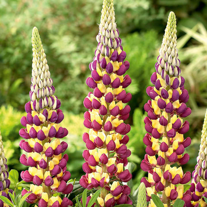 Lupin 'West Country' Plant Mix (2 Plants) Lupin 'West Country' Plant Mix (2 Plants) image4 4