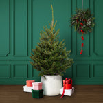 Fraser Fir Pot Grown Christmas Tree  1