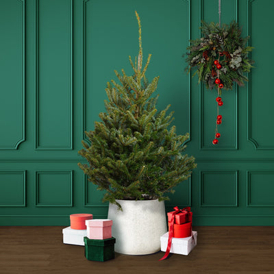 Fraser Fir Pot Grown Christmas Tree