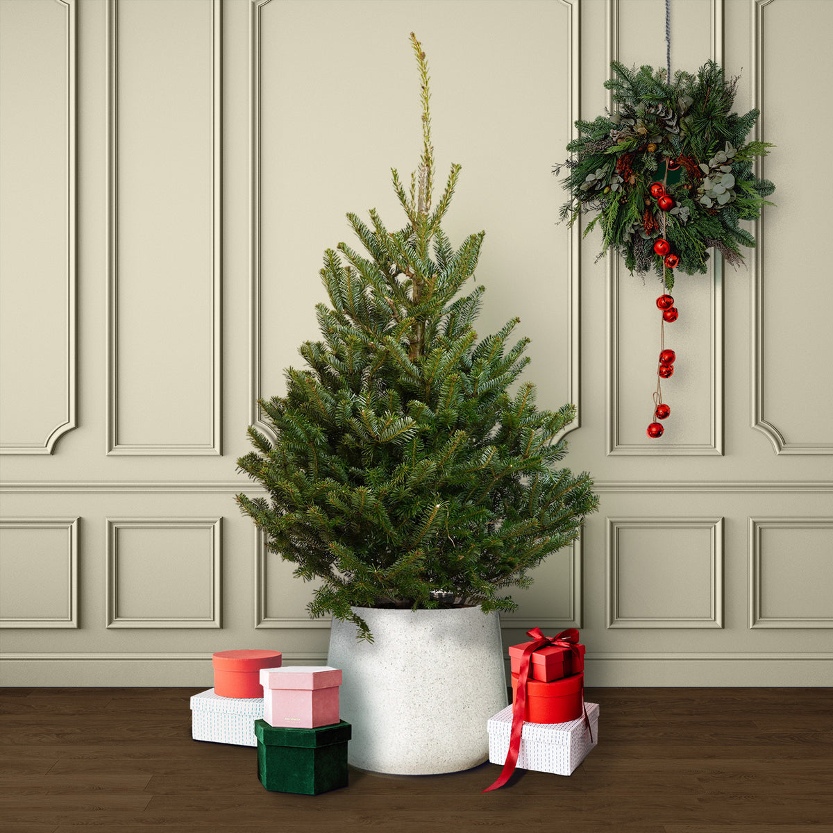 Fraser Fir Pot Grown Christmas Tree
