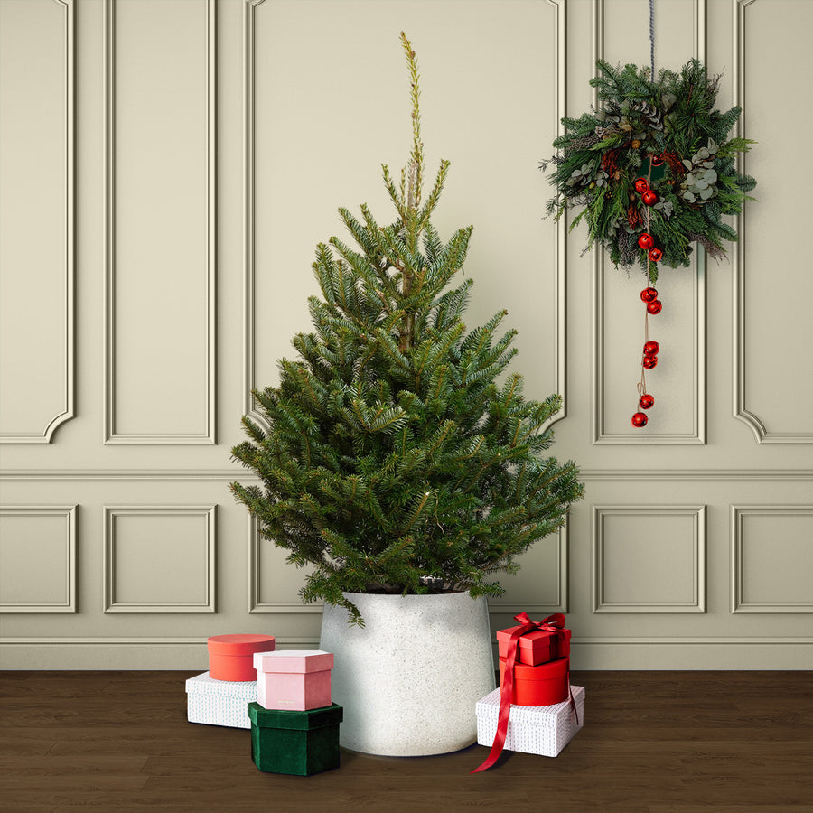 Fraser Fir Pot Grown Christmas Tree  1