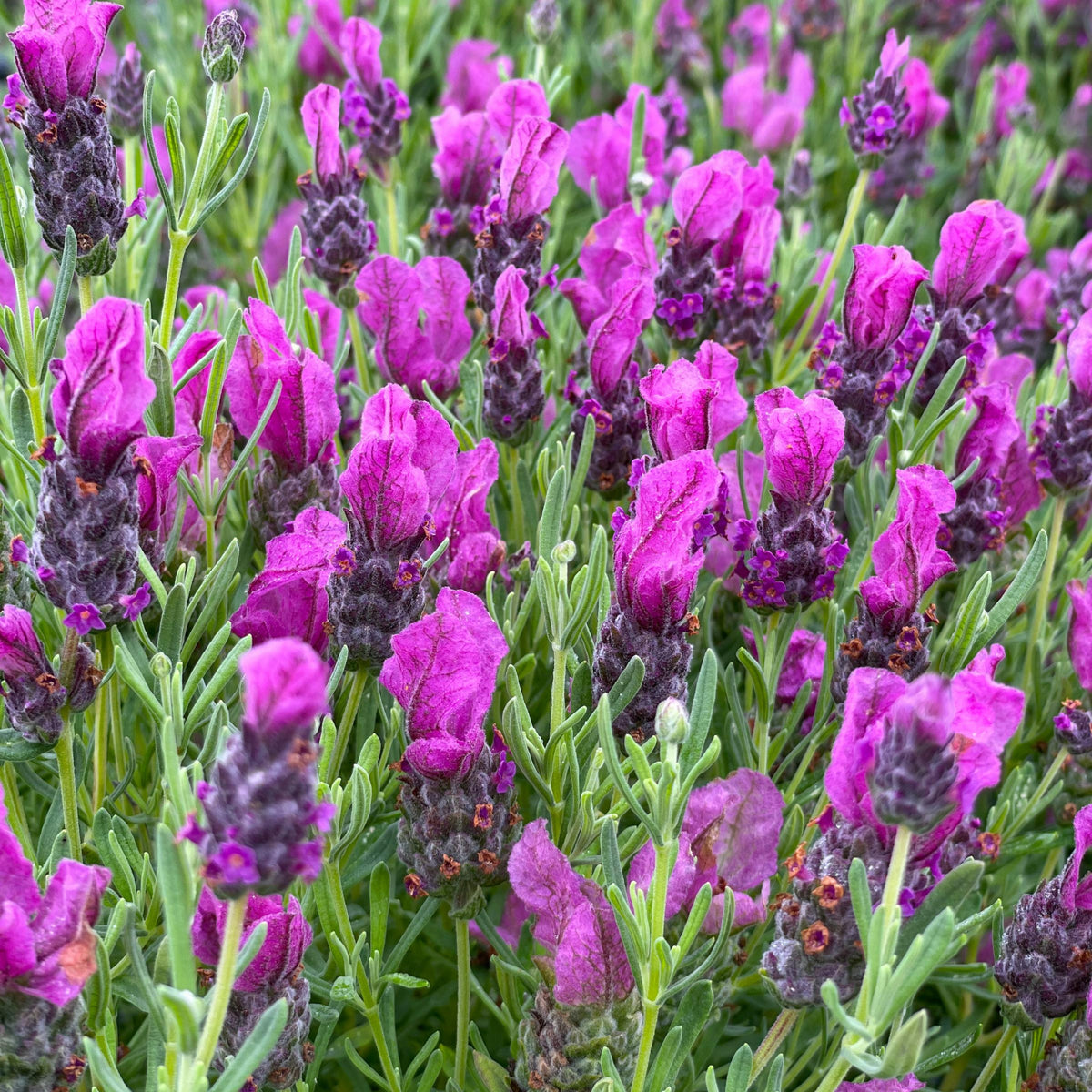 French Lavender Papillon Close up of vibrant French lavender flowers with rich purple bracts and grey green foliage. 1