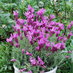 French Lavender Papillon Potted French lavender plant in full bloom with numerous purple flower spikes, set against a leafy garden background. 2