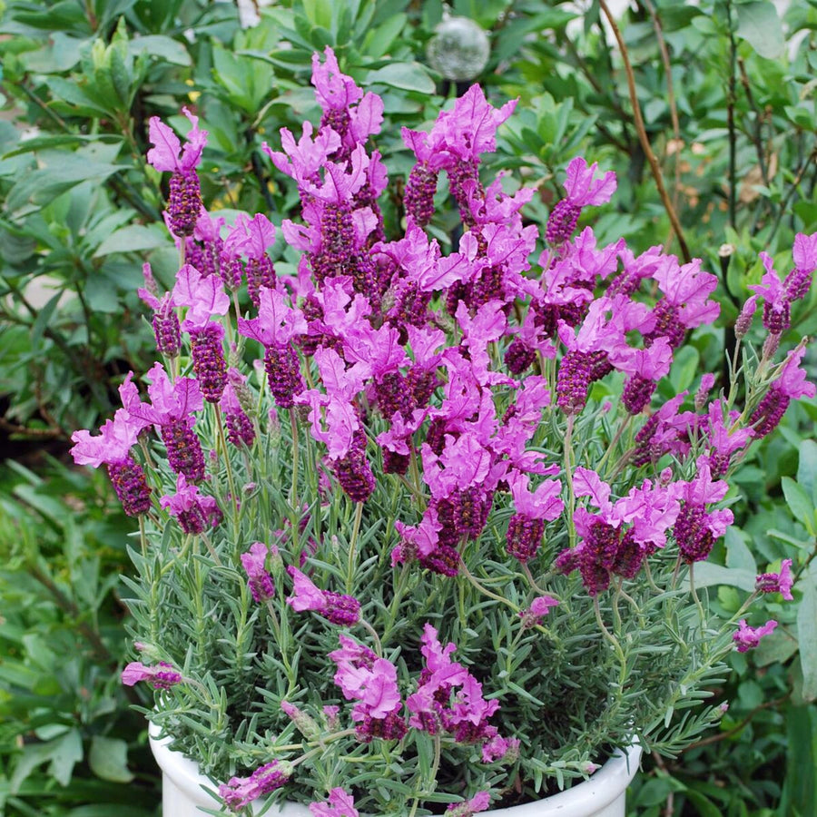 French Lavender Papillon Potted French lavender plant in full bloom with numerous purple flower spikes, set against a leafy garden background. 2