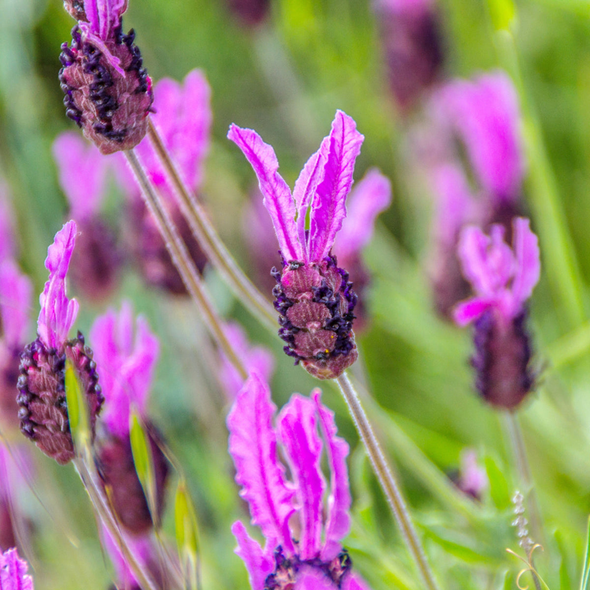 French Lavender Papillon Cluster of French lavender stems with dark purple flower heads topped by bright lilac bracts. 3