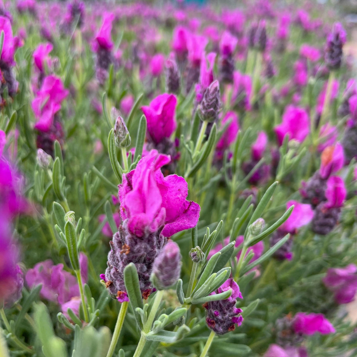 French Lavender Papillon French lavender field in bloom, with focus on a single flower spike surrounded by dense purple blossoms and green leaves. 4