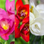 Freesia Double Berries & Cream Mix Summer Bulbs FRESIABERMIX-pink white red summer flowering bulbs - image1 1